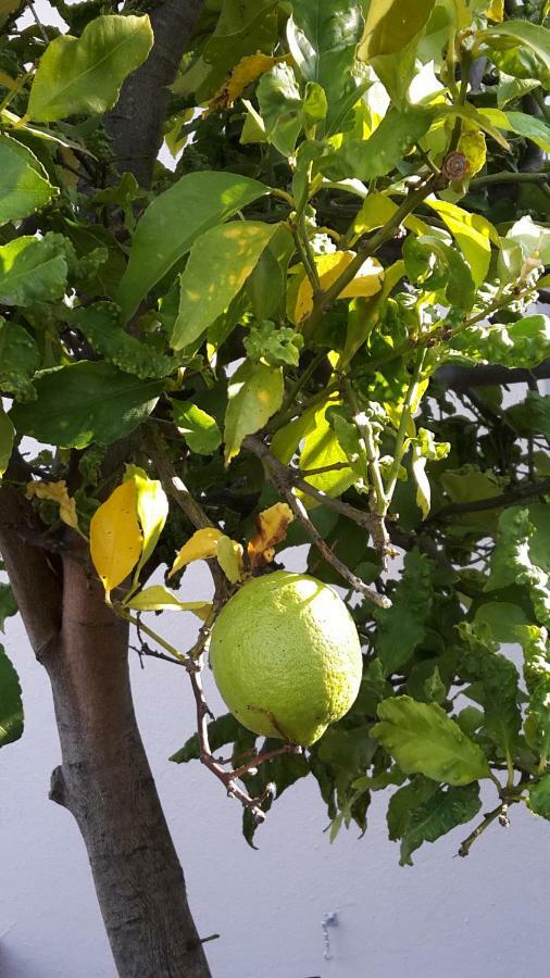 Lemon Tree Cottage Едгемейд Екстер'єр фото